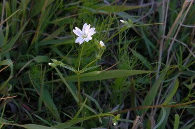 Minuartia muscorum