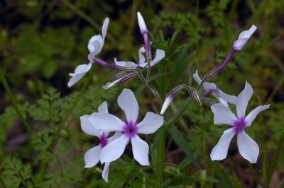 Phlox divaricata