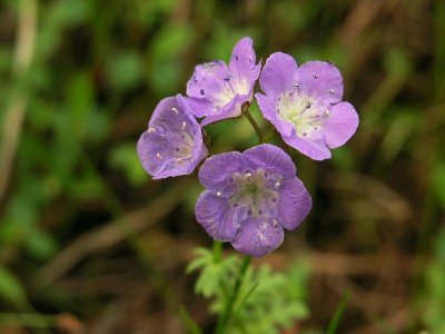 Phacelia glabra