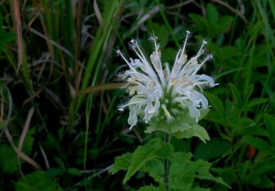 Monarda stipitatoglandulosa