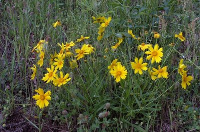 Coreopsis lanceolata