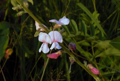 Tephrosia onobrychoides