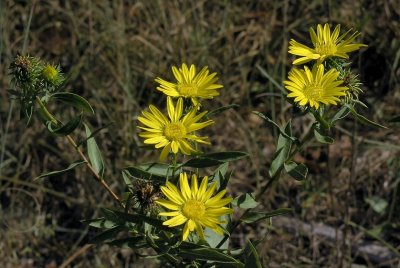 Grindelia lanceolata