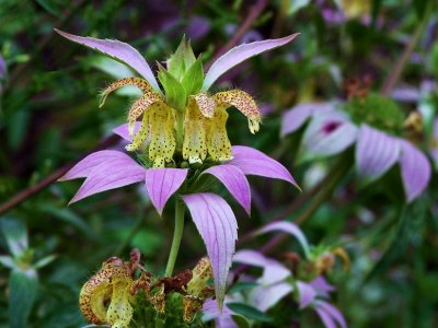 Monarda punctata