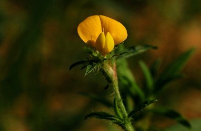 Stylosanthes biflora