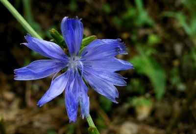 Cichorium intybus