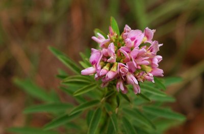 Lespedeza virginica