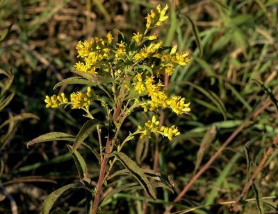 Solidago nemoralis