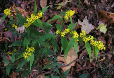 Solidago caesia