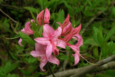 Rhododendron prinophyllum 