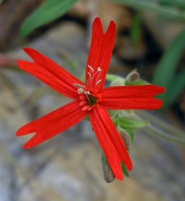 Silene virginica