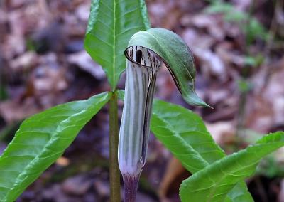 Arisaema triphyllum