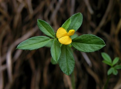 Stylosanthes biflora