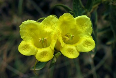 Aureolaria flava