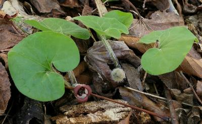 Asarum canadense