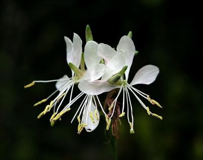 Gaura longiflora