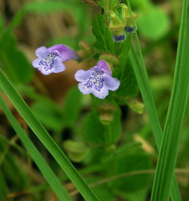 Scutellaria parvula