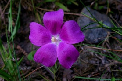 Callirhoe pedata