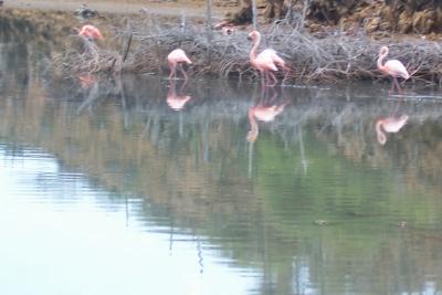 g4/65/556065/3/59627272.flamingorow.jpg