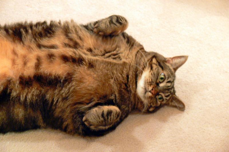 The Fat Cat poses.... again....