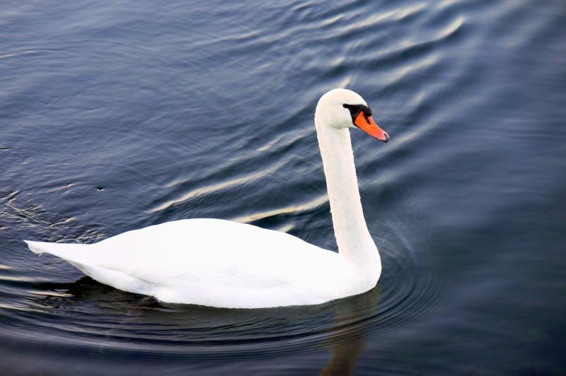 The swans of the Port Credit Marina