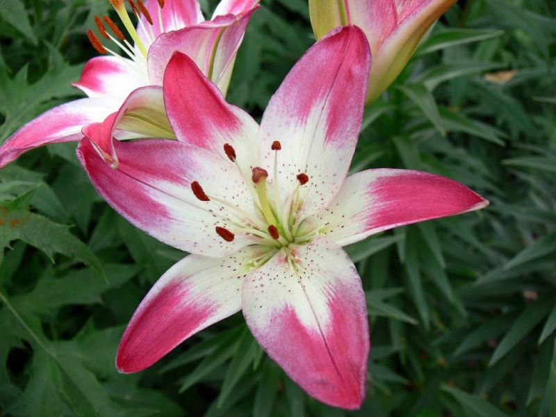 Colours... Tiger Lily....