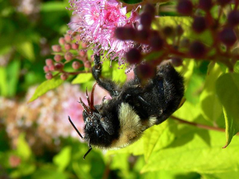 Macro - The honey bee...