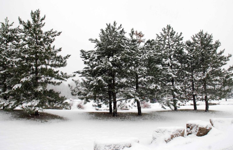 At the park in a winters snow storm