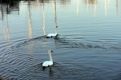 The swans of the Port Credit Marina