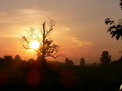 Dawn on the farm in Lambeth...