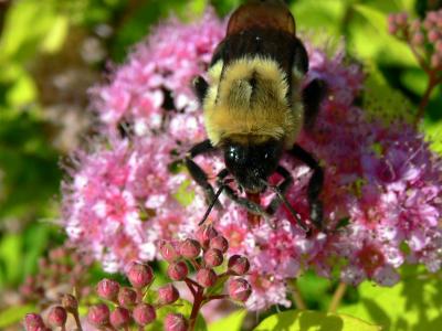 Macro - The honey bee...
