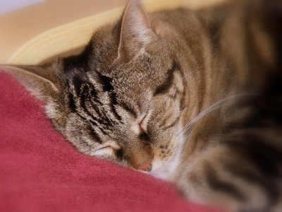 My Cat Squeaky.....