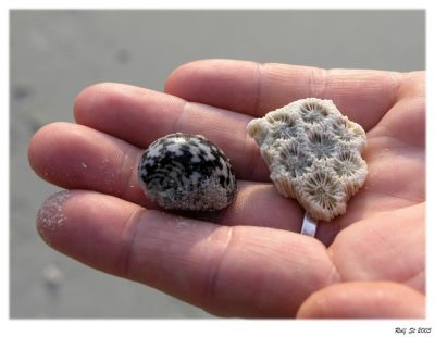 shells in her hand