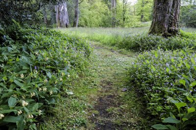 Woodland Path