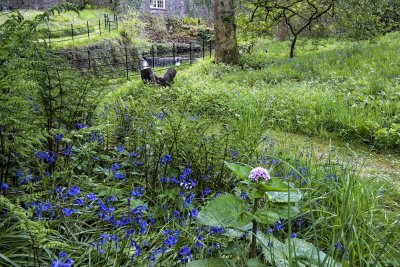 Bluebells
