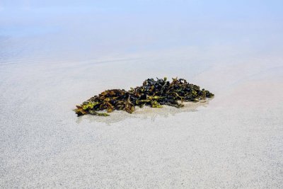 Bladderwrack at high tide
