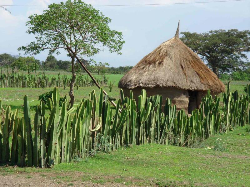 ferme entoure de cactus.jpg