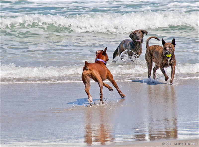beach dogs play
