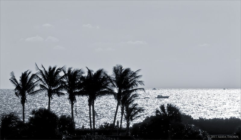 ocean silhouette