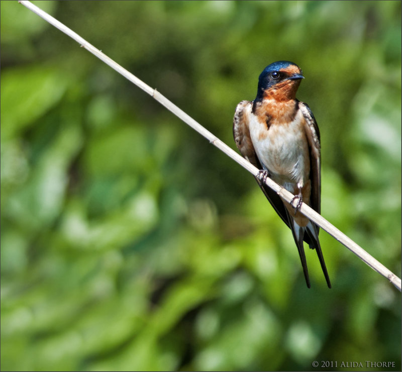 Barn Swallow, (Hirundo rustica)