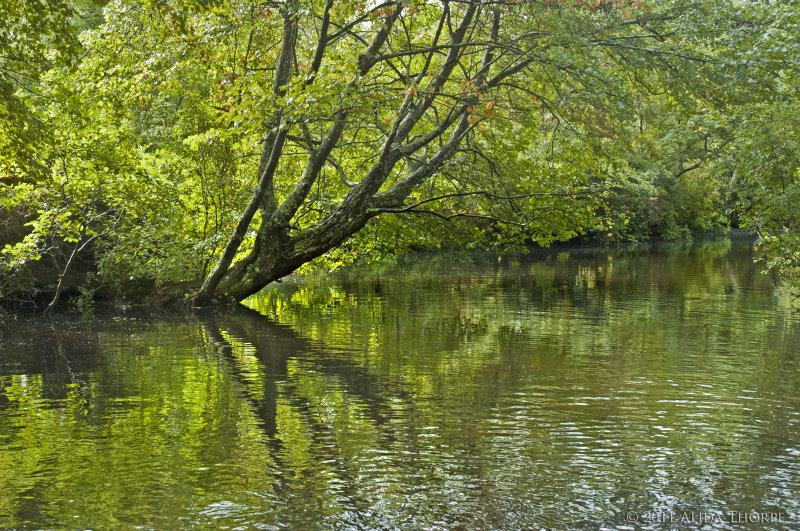 leaning tree