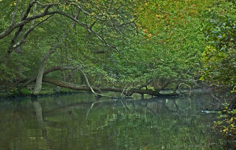 river branches
