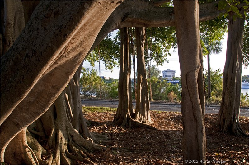 Ficus tree (Banyan tree)