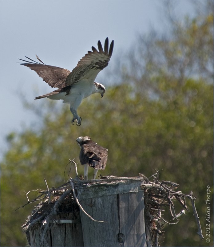 mating osprey