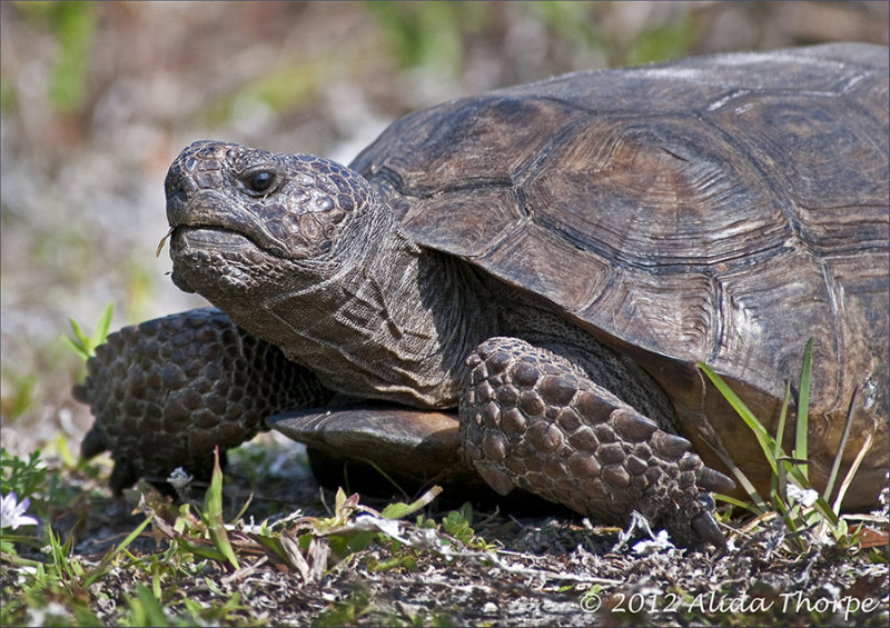 Florida tortoise