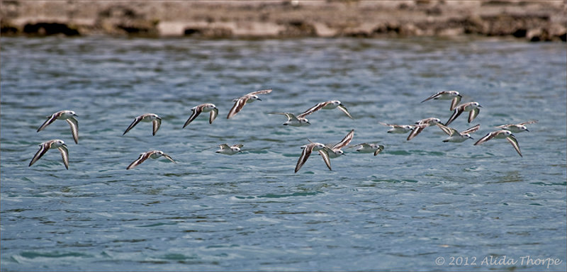 sanderlings flight
