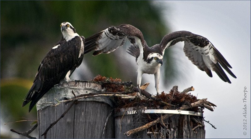 osprey pair