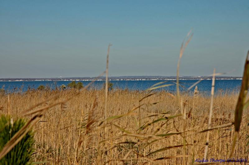 reeds, beach grass