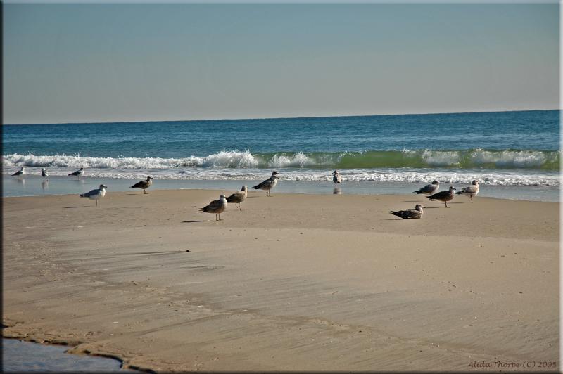 seagulls on sandbar