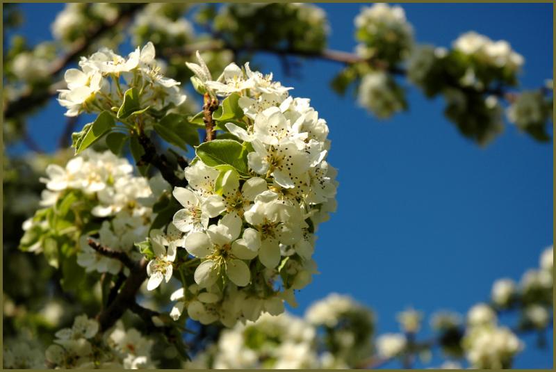 Flowering Pear Tree